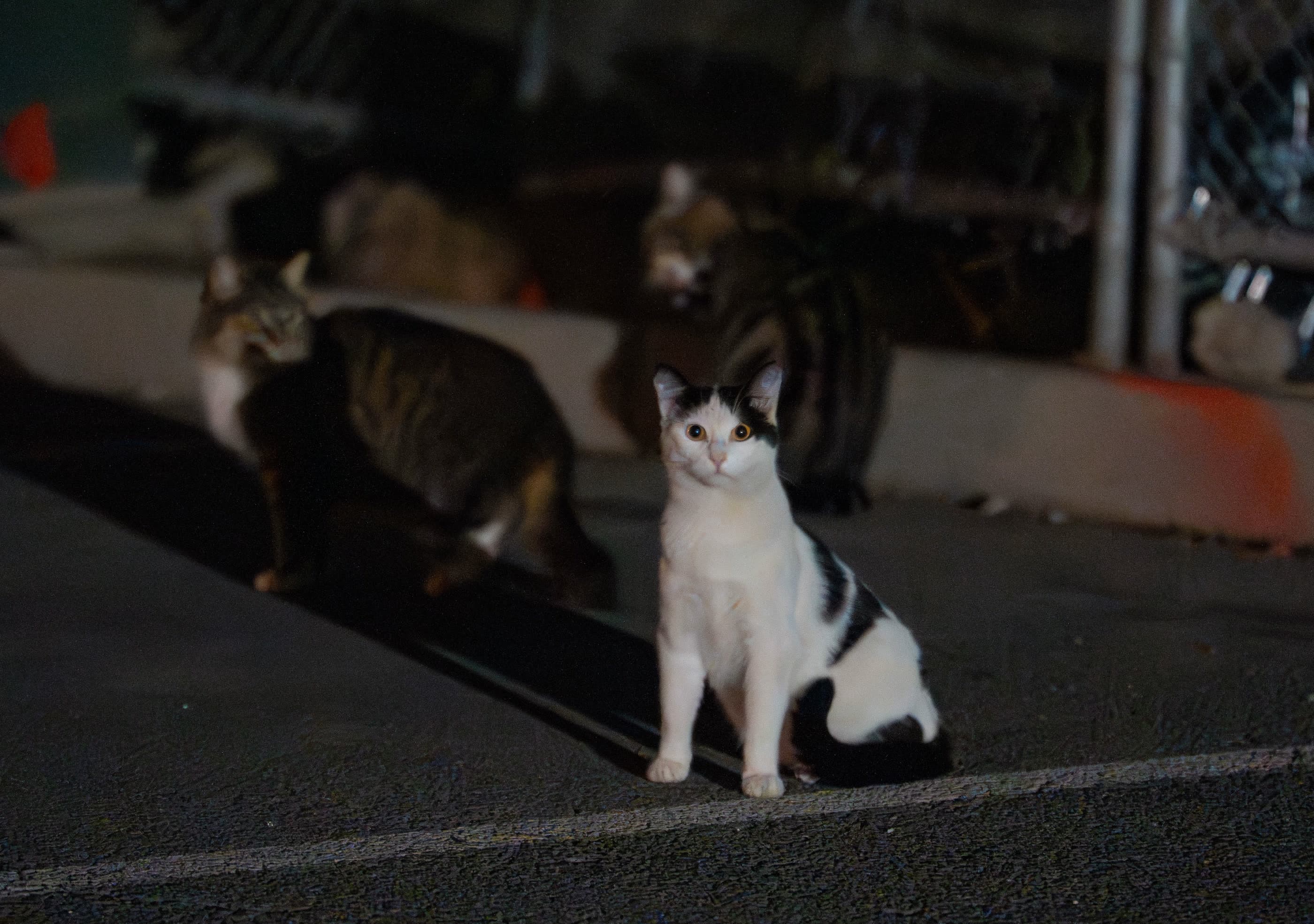 Community cats gathering at their nighttime feeding area