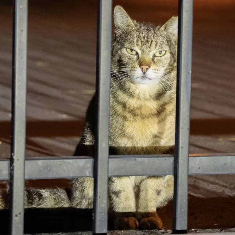 尖脸小狸 / Factory Tabby #E1