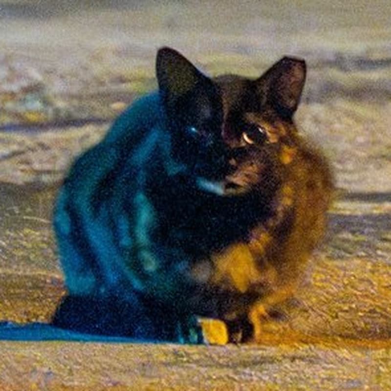 厂区玳瑁 #A1 / Factory Tortie #A1