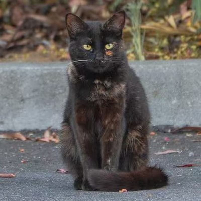 厂区玳瑁 #B2 / Factory Tortie #B2