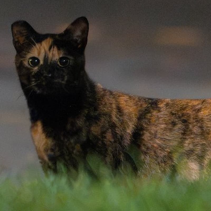 獴脸玳瑁 / Factory Tortie #B3