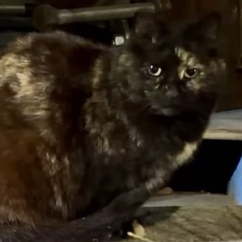 厂区玳瑁 #G2 / Factory Tortie #G2