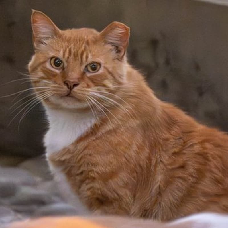 厂区橘猫 #C1 / Factory Ginger #C1