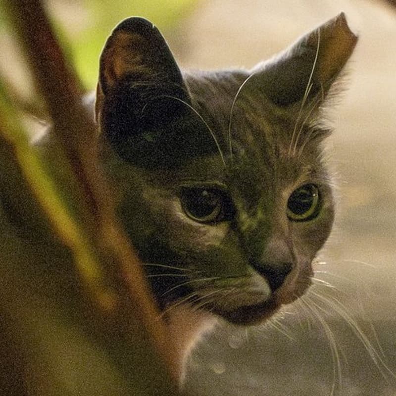 小三花 / Factory Dilute Tortie #A1