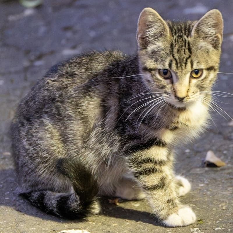 小鼻嘎 / Factory Tabby #D3